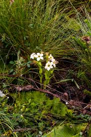 Image result for Exochaenium