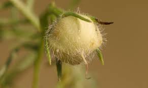 Image result for Xenostegia pinnata