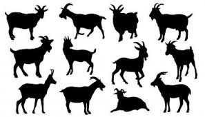 Download Wild Goat Free Vector Eps Cdr Ai Svg Vector Illustration Graphic Art