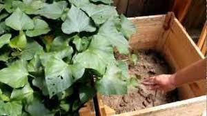 Have fun growing them from slips to harvest. Growing Sweet Potato In Containers 2 Harvesting Leaves Making More Slips Patate Douce En France Instructables