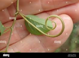 Image result for Helinus integrifolius