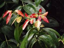 Attractive smallish tree with shiny, light green leaves. Daruchini Or True Cinnamon Tree Cinnamomum Verum
