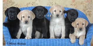 We train six days a week and put together mock hunt test weekly. Golden Gate Labrador Retriever Club How To Pick A Puppy