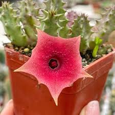 Image result for Huernia longituba