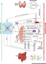 About 85% of all thyroid cancers diagnosed in the united states are the papillary carcinoma type. Gut Microbiome And Radioiodine Refractory Papillary Thyroid Carcinoma Pathophysiology Trends In Endocrinology Metabolism