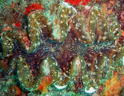 Image result for Tridactyle stevartiana