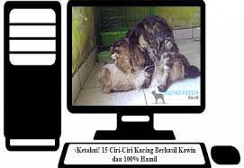 Tapi beberapa hari yang lalu kucing itu masalahnya si kucing hamil lagi. Ketahui 15 Ciri Ciri Kucing Berhasil Kawin Dan 100 Hamil