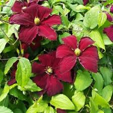 A relatively low maintenance vine. Large Flowered Clematis Niobe 2l Fruttii Shop