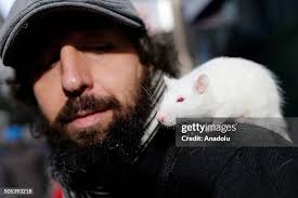 169 Church Mouse Stock Photos, High-Res Pictures, and Images