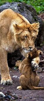 Zakladka I Otkrytka Ulybnis A Bookmark And A Card Smile Animales Animales Salvajes Animales Hermosos