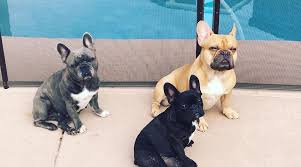 The french bulldog is a sturdy, compact, stocky little dog, with a large square head that has a rounded forehead. Artistry French Bulldogs French Bulldogs And Puppies In Arizona