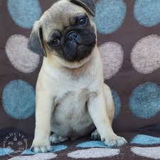 But it's not just the cuteness of this fun breed that makes it such a popular choice. Pugs For Sale Pug Puppies For Sale Pugs For Sale Near Me Dogs England Uk Buyer Animals Classified Ads In Britain