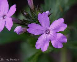 Image result for Verbenaceae