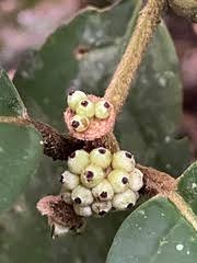 Image result for Monimiaceae