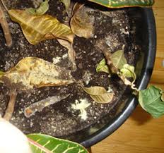 The mulch will help keep soil moisture away from future fruits because it prevents the moist conditions that encourage mold. Identification Yellow Houseplant Soil Fungus Id And Advice Ubc Botanical Garden Forums