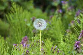 Sarah Inspired Dandelion Dandelion Clock Flowers
