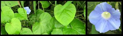 Image result for Ipomoea tenuipes