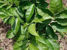 15 Powerful Medicinal Plants in Igboland and Their Traditional Healing Uses || Nnewi City