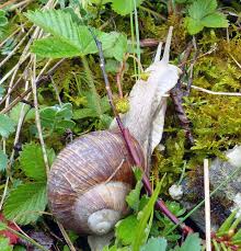Doch damit tut man ihnen unrecht, zumindest einigen schneckenarten. Schnecken Im Garten Reduzieren