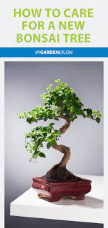 How To Care For A New Bonsai Tree My Garden Life Bonsai Tree Care Bonsai Tree Bonsai
