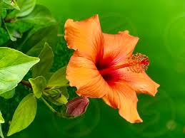 Dreamstime is the world`s largest stock photography community. Color Of The Year Coral Beautiful Coral Hibiscus Flowers Coral Hibiscus Blossom Blossoms Coral Colorful Coral Blossom Coral Colored Tropical Blossom By Jean Morgan Photo Stock Snapwire