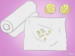How To Plant A Lemon Seed Lemon Tree From Seed Lemon Seeds How To Grow Lemon