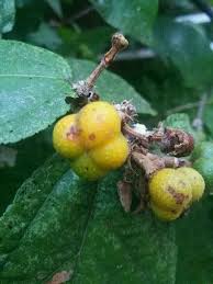 Image result for Grewia pachycalyx