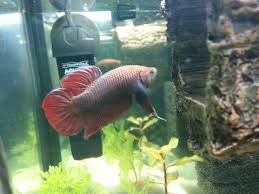 My Giant Plakat Male Betta He Is Easily Twice The Size Of My Halfmoon Male Betta Fish Pet Pets