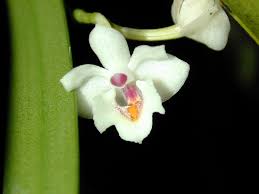 Image result for Polystachya cultriformis