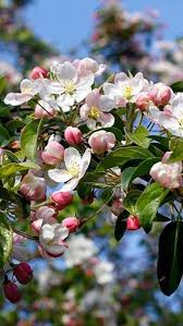 Check spelling or type a new query. Malus Professor Sprenger Crab Apple Professor Sprenger Apple Tree Blossoms Crabapple Tree Spring Flowering Trees