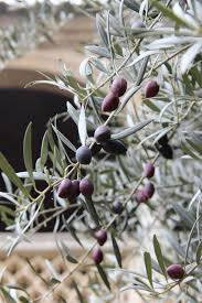 Simple Beauty By Katja Sen 500px Simple Beauty Olive Tree Mediterranean Garden