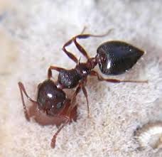 Acrobat Ants Are Known To Move Into Old Or Abandoned Carpenter Ant And Termite Galleries In Wood House Voids And Insula Termite Control Pest Control Termites