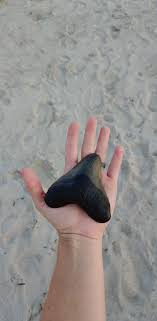 Wow! This beautiful Megalodon tooth...