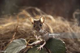 Stock Photo Wood Mouse Apodemus Sylvaticus Sitting On Leaves England Uk Cute Animals Animals Animals Wild