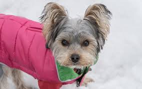 A yorkie dog will be bold and lively. The 6 Best Dog Coats For Yorkies Keep Your Pooch Warm This Winter All Things Yorkies