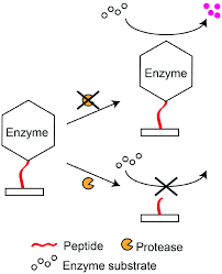 What specific role do proteases play in dna extraction and just how important are they in completing the process? Recent Developments In Protease Activity Assays And Sensors Analyst Rsc Publishing Doi 10 1039 C6an02647h
