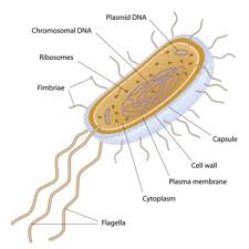 Check spelling or type a new query. The Five Major Groups Of Microbes