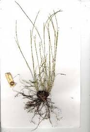 Image result for Microchloa