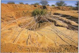 Image result for Schmidtia pappophoroides