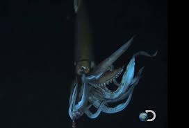 Acta anaesthesiologica belgica is the official journal of the society for anesthesia and resuscitation of belgium (sarb).the journal publishes 4 issues a year, and with eventually supplements. Riesentintenfische Verbluffen Forscher 150 Jahre Nach Entdeckung Business Insider