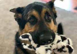 Leia and her staff are the best around. Pleasant Hills Pet Hospital Pittsburgh Veterinary Hospital