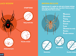 What do spider bites look like? Spider Bites Overview And More