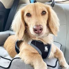 Bagel the Miniature-Dachshund