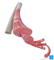 Structure of muscle fibre showing a sarcomere under electron microscope with schematic explanation. Muscles And Muscle Tissue Types And Functions Kenhub