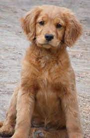 Miniature Golden Retriever Miniature Golden Retriever Golden Retriever Kittens And Puppies