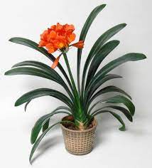 Indoor plants absorb these harmful toxins so placing them indoors would help us breathe fresher air. Top 15 Indoor Flowering Plants Livinghours