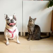 But how might those differences impact your relationship with your pet or your decision to adopt a companion if you can choose only one? 10 Reasons Why Cats Make Better Pets Than Dogs