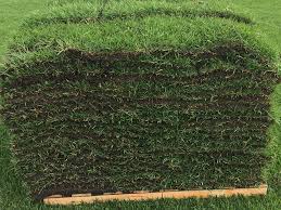 Scotts turf builder bermuda grass seed mix. Empire Turf Zoysia Sod Solutions Homeowners