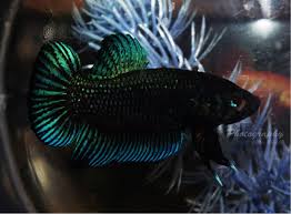 Contrary to popular belief, betta fish should not be stranded in micro aquariums. King Betta By Pixelboundstudios On Deviantart