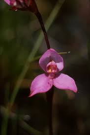 Image result for Dasylepis racemosa